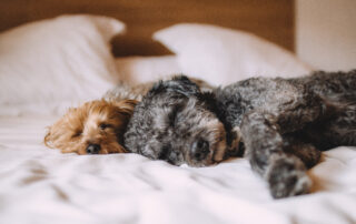 Two short coated gray and brown puppies lying on white textile