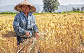 Woman picking plant on field