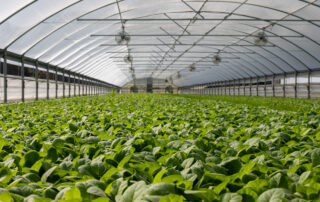 Field of plants in greenhouse